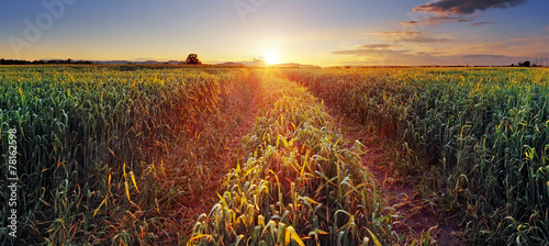 Obraz na płótnie pszenica rolnictwo pole niebo panoramiczny