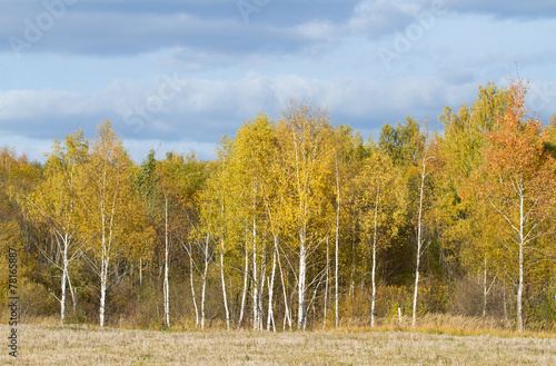 Obraz na płótnie drzewa las jesień widok