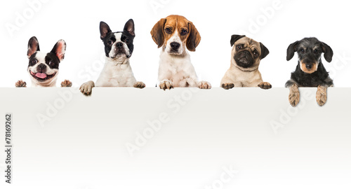 Plakat Rasy psów