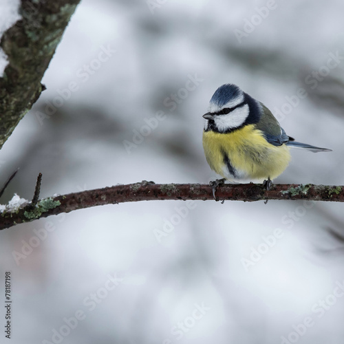 Naklejka natura szwecja ptak zimą