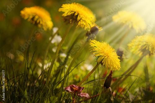 Fototapeta roślina słońce kwiat mniszek homeopatia