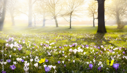Obraz na płótnie Krokusy na łące wiosną
