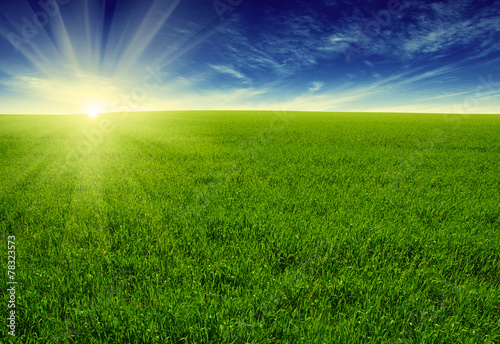 Obraz na płótnie pastwisko natura trawa słońce pole