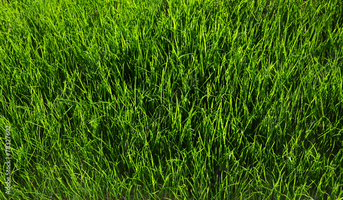 Plakat park łąka trawa ogród
