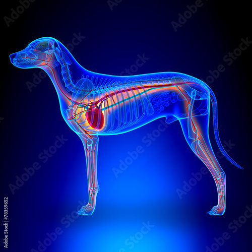 Obraz na płótnie Układ anatomiczny psa