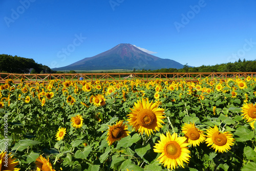 Obraz na płótnie fuji góra roślina niebo azja