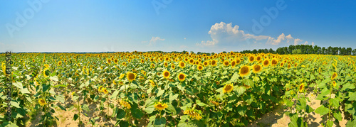 Obraz na płótnie słonecznik pole lato