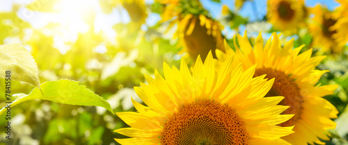 Fotoroleta kwiat panoramiczny słonecznik półfinał zbliżenie