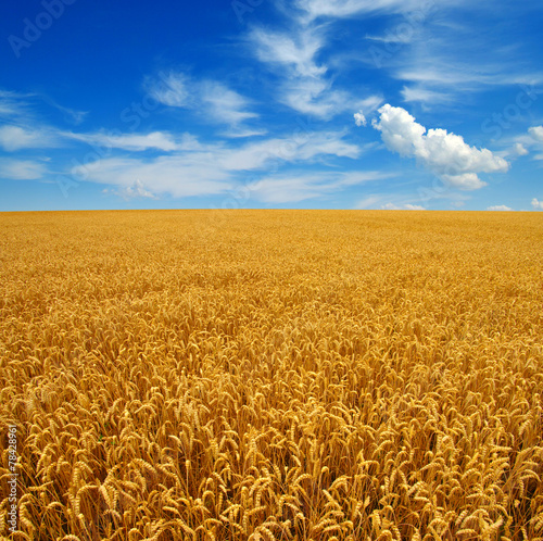 Fototapeta niebo rolnictwo wiejski