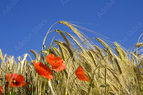 Fotoroleta kwiat rolnictwo żniwa