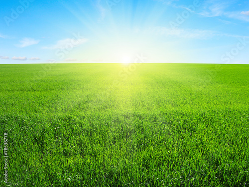 Fototapeta natura trawa słońce pastwisko