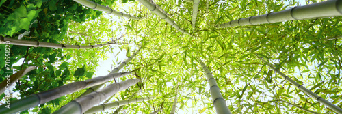 Obraz na płótnie świeży japonia bambus park