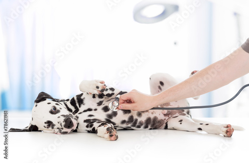 Plakat szczenię zwierzę pies