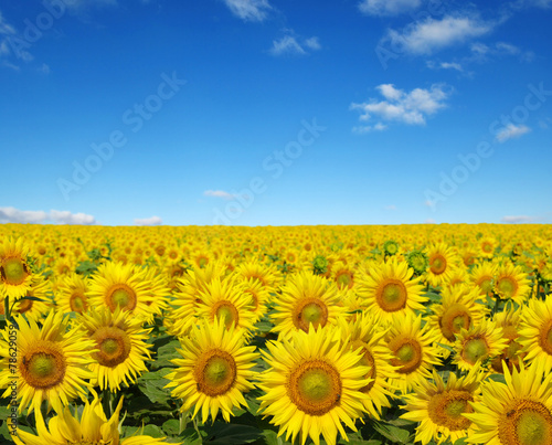 Fototapeta słonecznik niebo roślina
