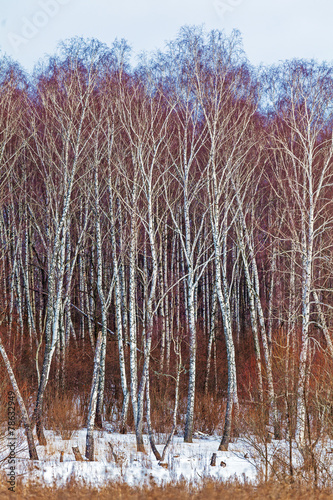 Obraz na płótnie las drzewa natura śnieg piękny