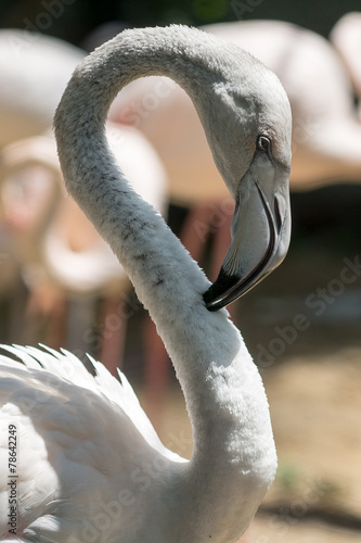 Naklejka flamingo azja egzotyczny zwierzę fauna