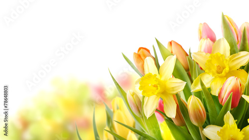 Plakat kwiat roślina tulipan