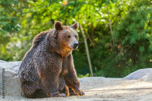 Fototapeta las park niedźwiedź