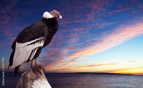 Fototapeta ptak zwierzę niebo