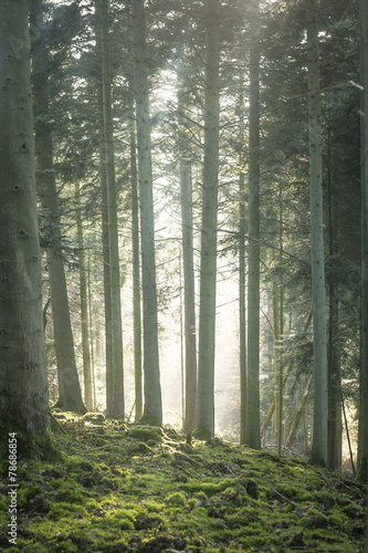 Plakat sosna roślinność las drzewa