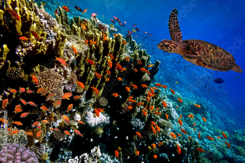 Fototapeta podwodne lato koral