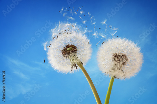 Naklejka niebo świeży kwiat pyłek natura
