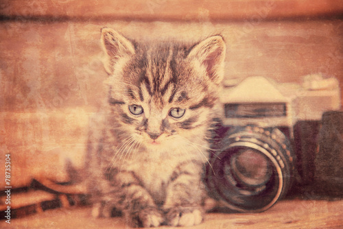 Obraz na płótnie Zdjęcie kota w sepii