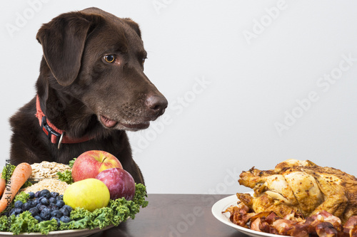 Fotoroleta warzywo kurczak jedzenie pies