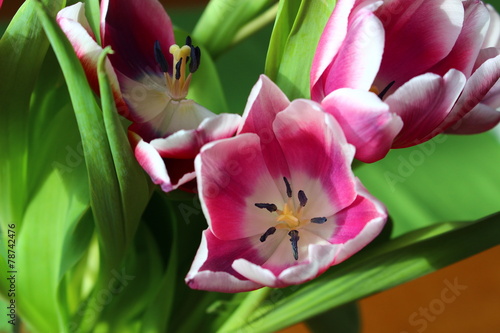 Fotoroleta natura tulipan kwiat roślina liść