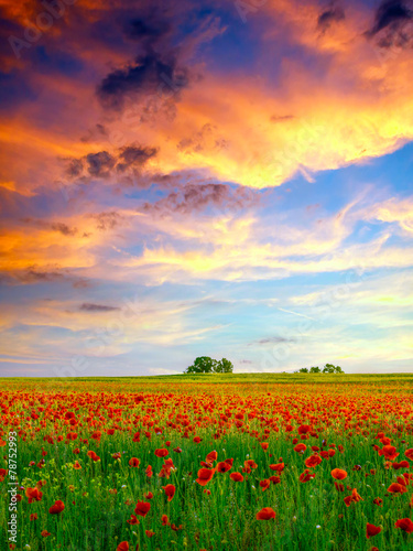 Fotoroleta trawa zmierzch słońce pszenica węgry