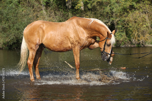 Fotoroleta ruch koń ssak