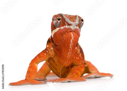 Fotoroleta natura zwierzę kameleon smok