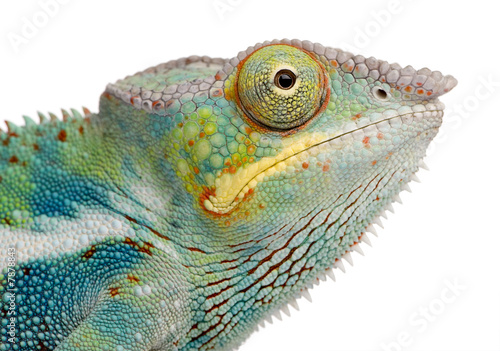 Fotoroleta zwierzę kameleon oko