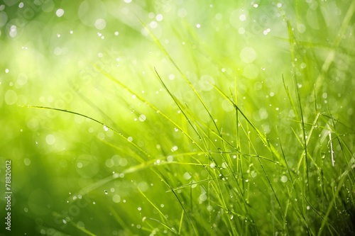 Fotoroleta roślina łąka pastwisko trawa natura