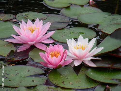 Obraz na płótnie miłość woda roślina natura chiny