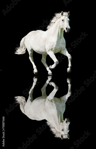 Plakat koń ssak piękny natura