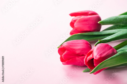 Fototapeta tulipan kwitnący świeży bukiet