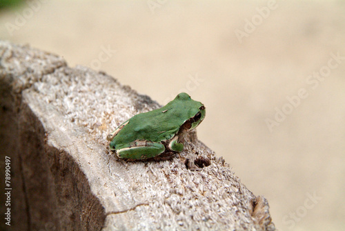 Fotoroleta zwierzę żaba płaz kołnierz