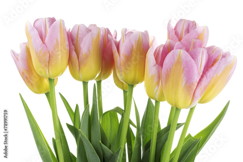 Fotoroleta tulipan kwiat natura