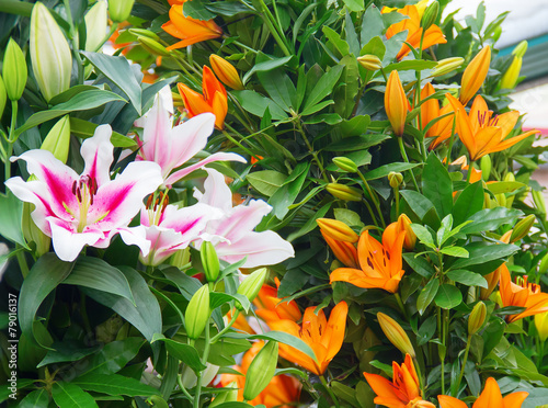 Fotoroleta kwiat miłość ładny bukiet ogród