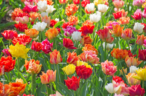 Plakat pąk ładny rolnictwo tulipan bukiet