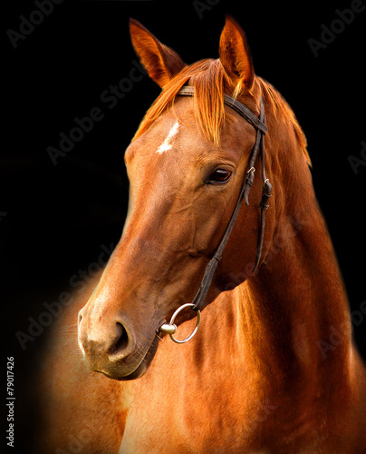 Obraz na płótnie klacz ssak zwierzę koń grzywa