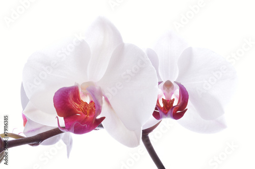 Fotoroleta storczyk kwiat roślina natura