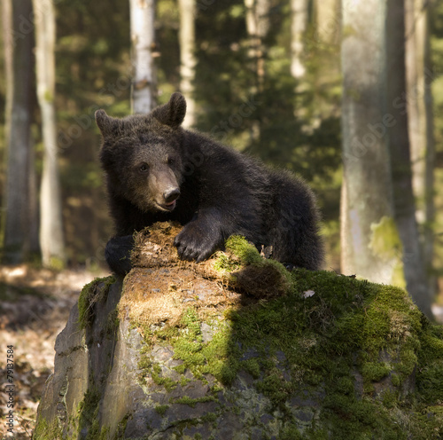 Naklejka niedźwiedź zwierzę dziki las ładny