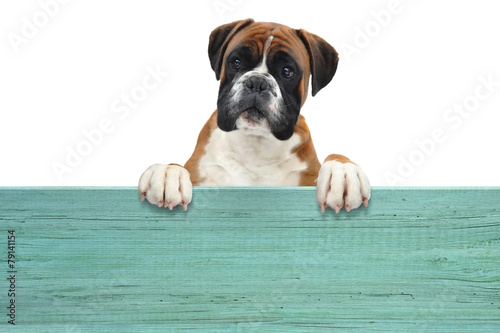 Plakat pies bokser zwierzę znak