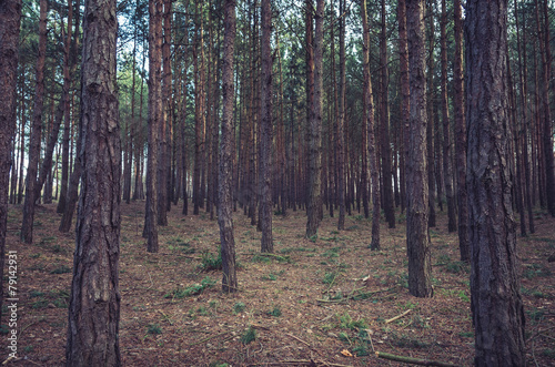 Fototapeta natura sosna spokojny las drzewa