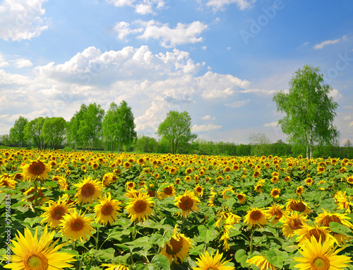 Obraz na płótnie kwiat ładny ogród pyłek rolnictwo