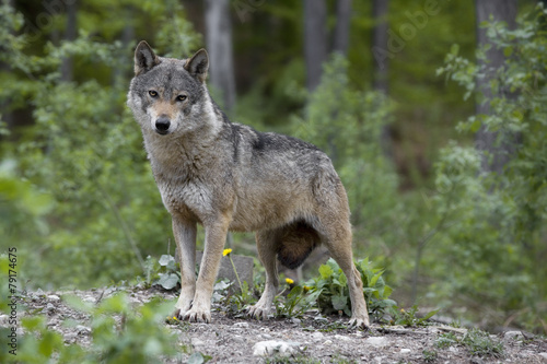 Obraz na płótnie zwierzę wilk   