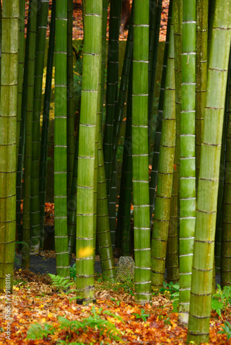 Fotoroleta ogród japoński bambus azja