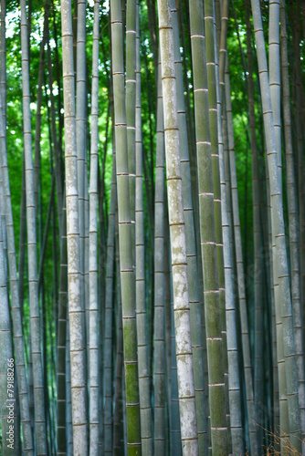 Fototapeta bambus azja roślina japoński